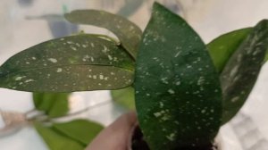 Хойи из Индонезии. Распаковка.