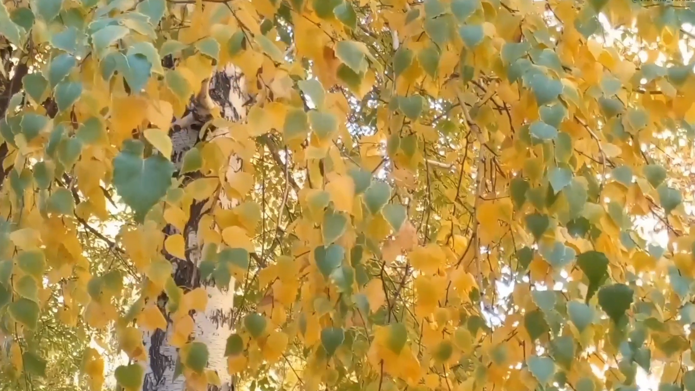 Осень золотая и берёзка осенняя в одёжке 💖👍#осень смотреть онлайн