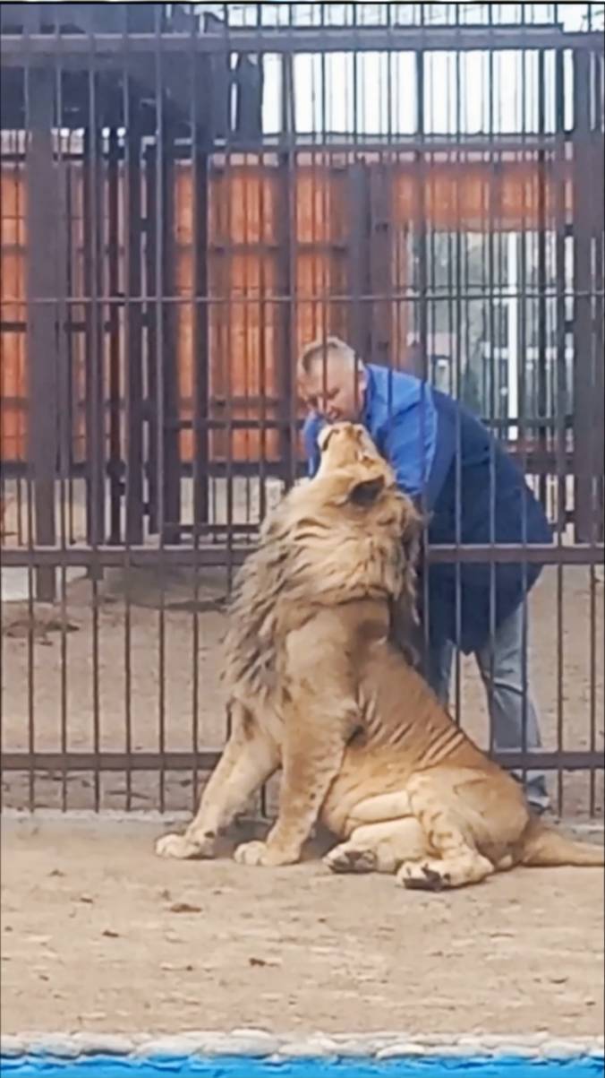 Лев ШЕРХАН. Папа, вернись! Не повторяется такое никогда. #шерхан_тайган #шерхан #лев #shortvideo смотреть онлайн