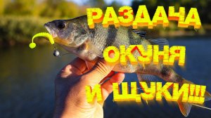 РАЗДАЧА окуня и щуки на МИКРОДЖИГ 💪 Эта ПРИМАНКА ловит ВСЁ 👍👍👍