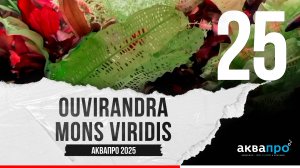 25. Ouvirandra Мons viridis. #АкваПро