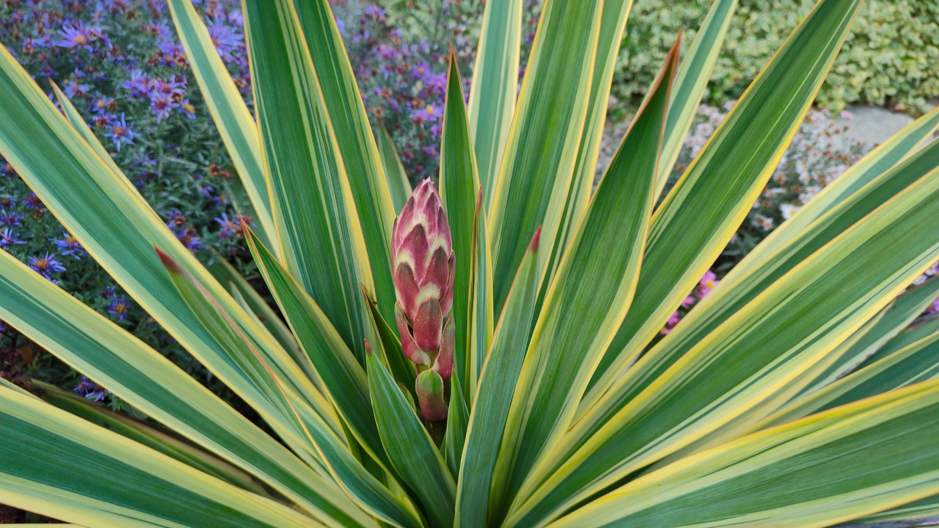 У кого была такая ситуация, посоветуйте, что делать? Может удалить цветонос, чтобы сохранить юкку? смотреть онлайн