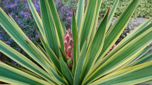 У кого была такая ситуация, посоветуйте, что делать? Может удалить цветонос, чтобы сохранить юкку?