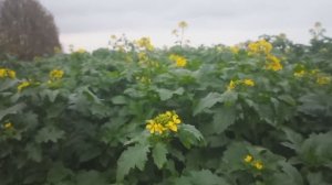 Главный Ресурс 1.1 Давайте знакомиться! Жизнь в селе. Куры. Рожь. Горчица