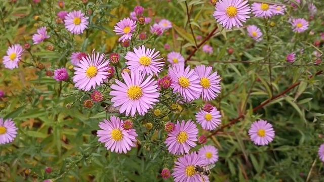 Сентябринки цветут и в октябре.