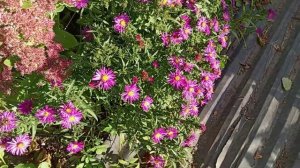 ПОСЛЕДНИЕ КРАСКИ САДА.