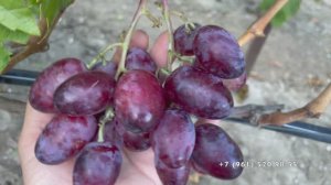 Виноград 06.10.2025 год. Новороссийск.