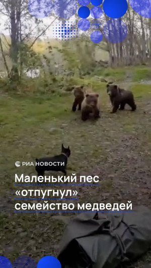 Маленький пес "отпугнул" семейство медведей