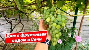 Дом с фруктовым садом в Сочи. Дом с баней в Сочи. Недорогой домик на море в Адлере