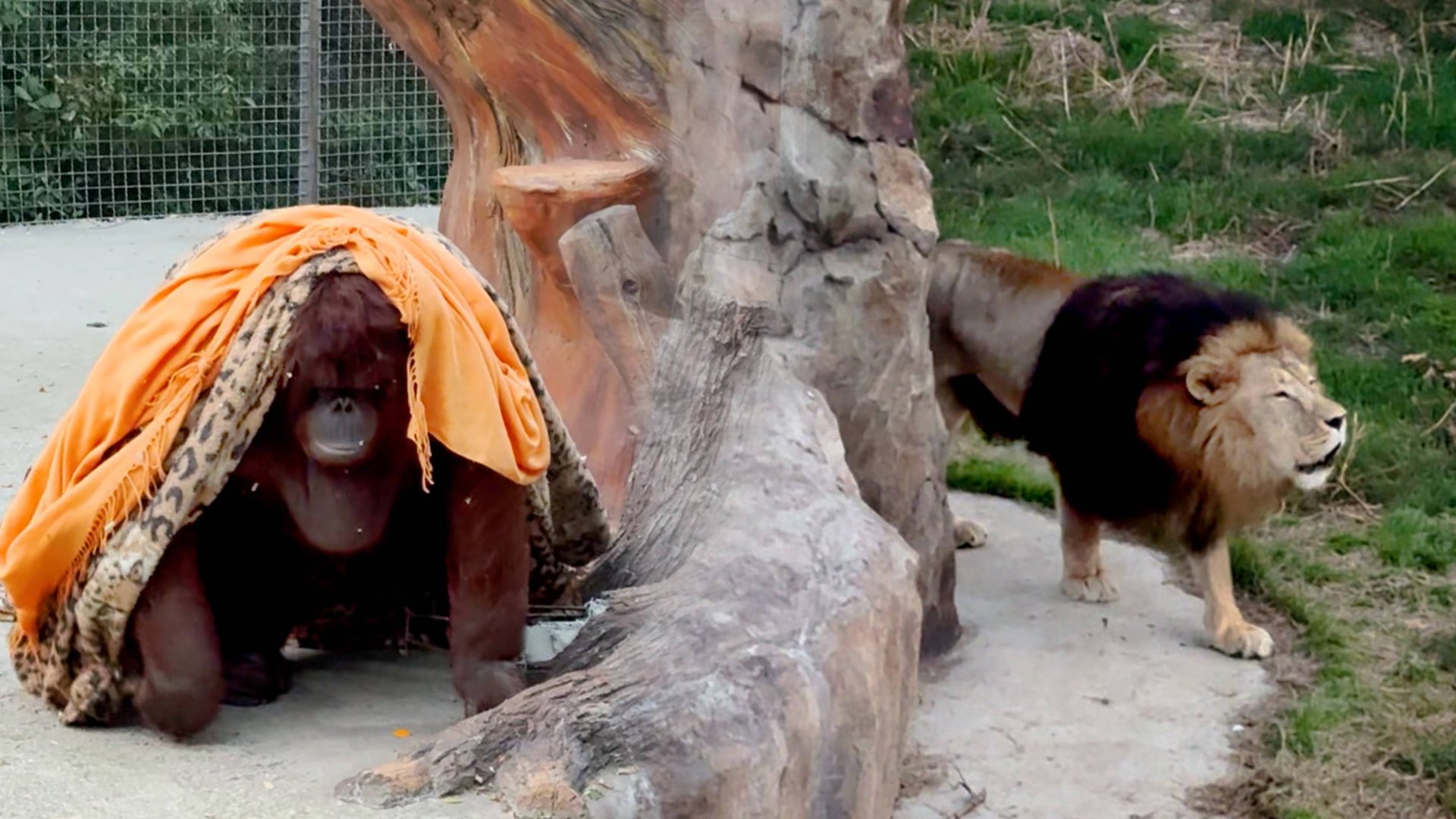 Дана УХОДИТ ДОМОЙ - в пледе и платке, ХЛОПНУВ ДВЕРЬЮ под львиный рёв! Львы поют - ВСЕМ СПАТЬ! смотреть онлайн