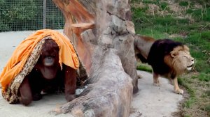 Дана УХОДИТ ДОМОЙ - в пледе и платке, ХЛОПНУВ ДВЕРЬЮ под львиный рёв! Львы поют - ВСЕМ СПАТЬ!