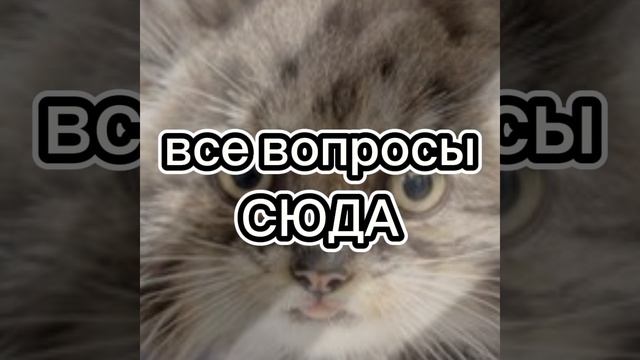 Все вопросы в коменты!
