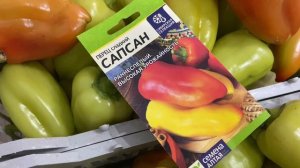 Высокоурожайный перец Сапсан.