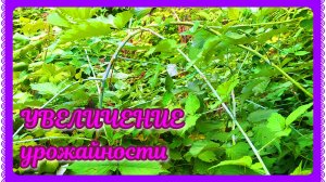 Обрезаем ежемалину для повышения урожайности в 2 раза!