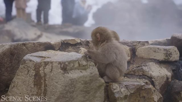 Дикие животные и природа, Милые животные 4К 8К Full HD смотреть онлайн