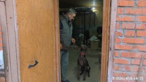 С чего начинать дрессировку, воспитание собак