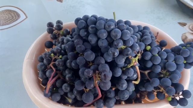 Виноград изабелла. Вызрел в 2025 году. Собрали урожай смотреть онлайн