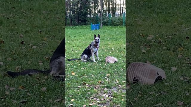 ВЕО Валентлайф Шерритэ Шанз Элизэ - 14 мес. - тренируется на Рублевке - сентябрь 2025