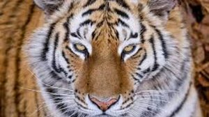 Тигр защищал дом дедушки, как свой дом.