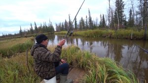 НАШЛИ ДВА МЕСТО МОХТАРЕВОЕ, ЗА СОТНЮ КИЛОМЕТРОВ ОТ ГОРОДА, ОДНА ТОЛЬКО УЛОВИСТАЯ ПОЛУЧИЛОСЬ!!!