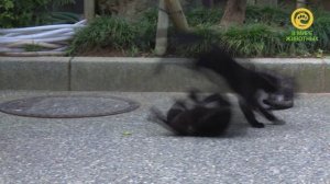 Кошки Японии. Анонс. Канал В Мире Животных