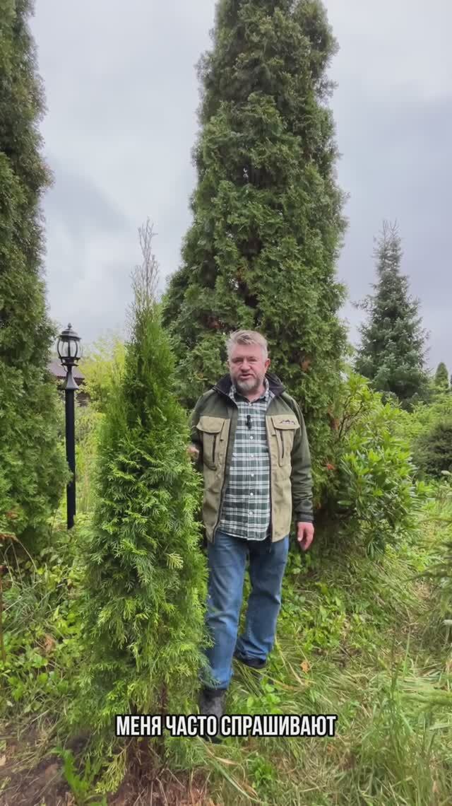 Смарагд особенности данного вида туи!