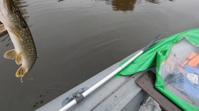 И снова Волга. Охота на щуку. Октябрь 2025.