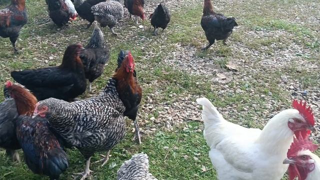 петушки Маран