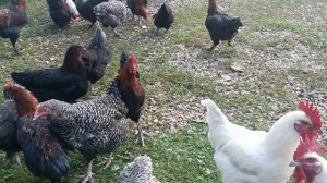 петушки Маран