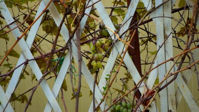 краски ноября