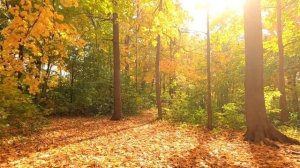 #Медитация на снятие стресса, усталости, обретение спокойствия и ясности ✨