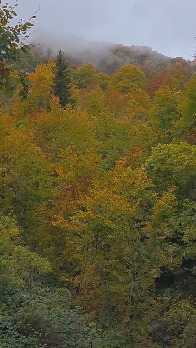 В горах Абхазии осенью в дождливую погоду в октябре особая атмосфера (10 октября, ОСЕНЬ-2025) смотреть онлайн