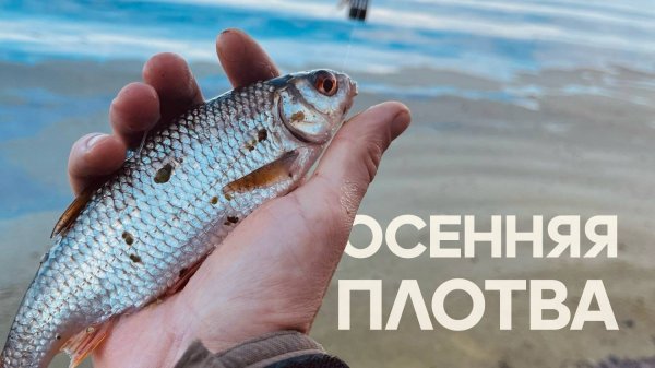 РЫБАЛКА на ФИДЕР ОСЕНЬЮ… ловля ПЛОТВЫ. Поиск новых локаций !!