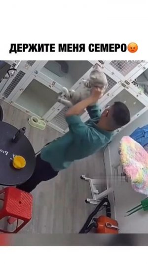 Приколы коты