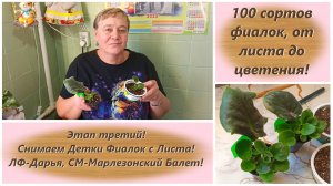 100 сортов фиалок, от листа до цветения! Снимаем Детки с Листа! ЛФ-Дарья, СМ-Марлезонский Балет!