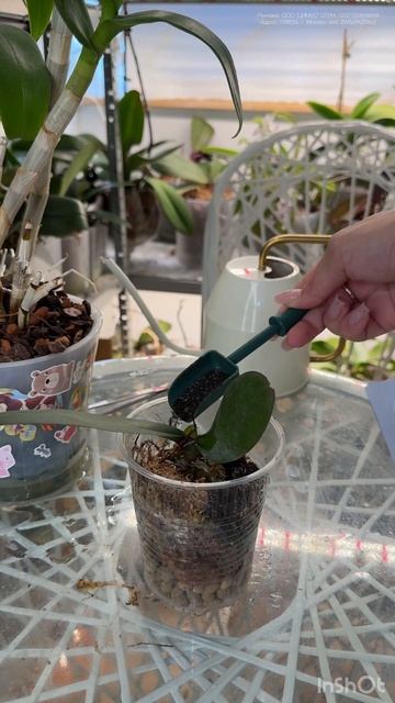 Если вы не знаете как пересадить детку орхидеи , ловите инструкцию 👆 Набор ЦИМУС 303523673 смотреть онлайн