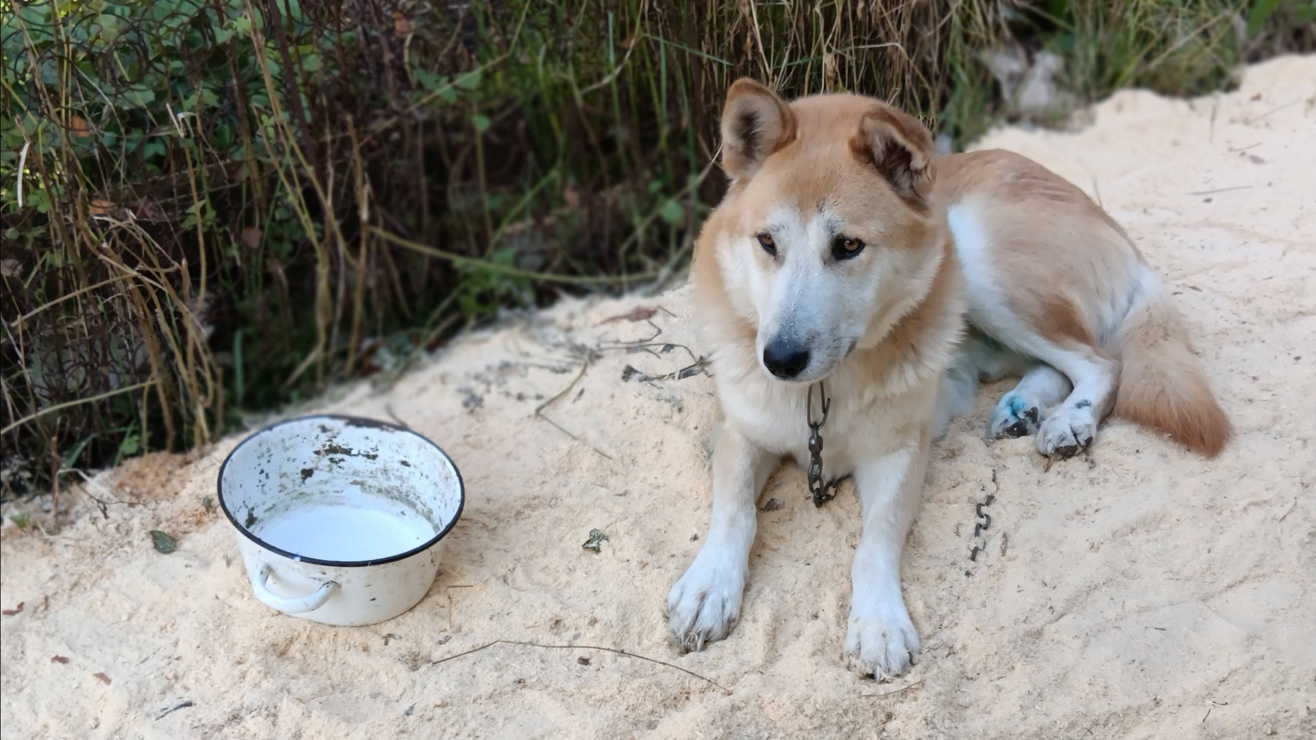 На все руки Мастер.🦮🧺💯 муж готовит место для собаки. смотреть онлайн