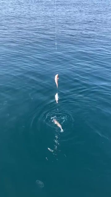 Морские драконы. смотреть онлайн