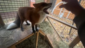 Лиса-Алиса. Любимая игрушка лиса Игниса