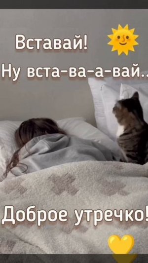 Вставай! Ну вставай!