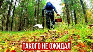 ГРИБНИК ЗАШЕЛ В ЕЛИ И ОБАЛДЕЛ! ОДИН В ЛЕСУ ТАКОГО НЕ ОЖИДАЛ! СОБРАЛ И ЗАГОТОВИЛ ГРИБЫ 2025