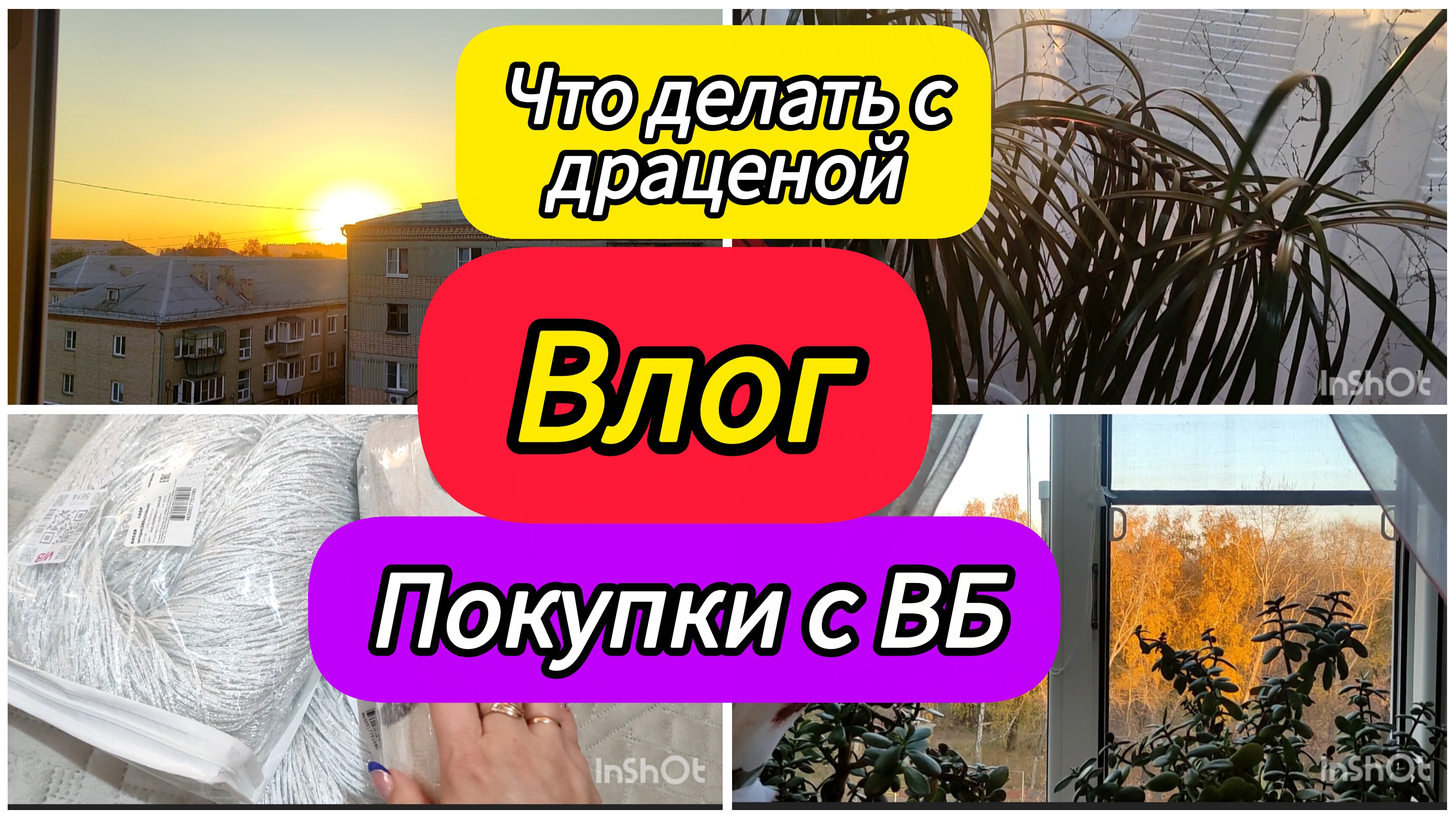 Покупки с Вайлдберриз / Что делать с драценой / Комнатные растения смотреть онлайн