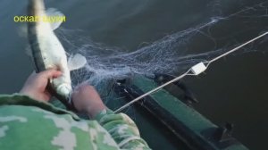 Рыбалка. Проверка сети. Судак,карась. Рыбные места.