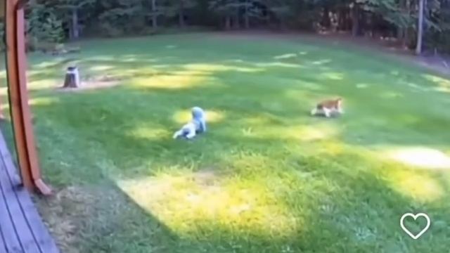 Коты массово спасают младенцев от медведей #shorts смотреть онлайн