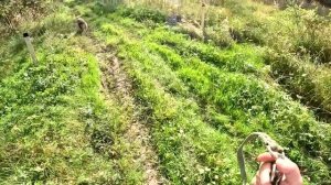 Новый хозяин нашелся! Собака уехала ! ХУТОР В ЛЕСУ №827