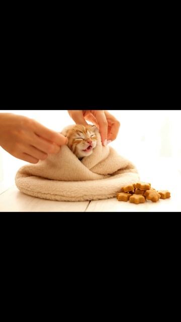 Готовим "Кото-Шаурму" 🌯 Самое милое блюдо в мире | Cat Burrito #shorts #cute #funnycat