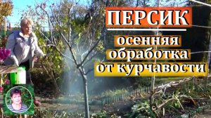 Чем я обрабатываю осенью персик от курчавости листьев.
