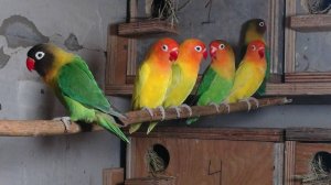 Неразлучники, размножение.