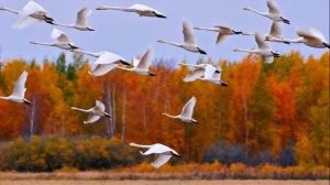 Просто сон.