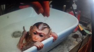 Обезьянку спасли и взяли домой      ПОДПИШИСЬ